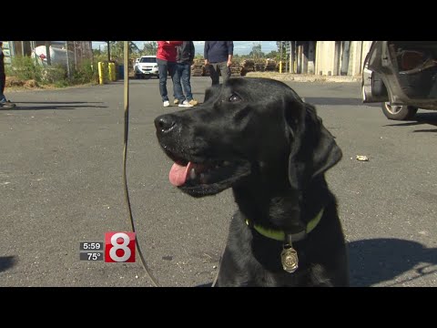 Video: Pet Scoop: Pup, kas saglabāts no ugunsdzēsības vilcieniem kā dedzināšanas suns, video šovu dramatiskā glābšana