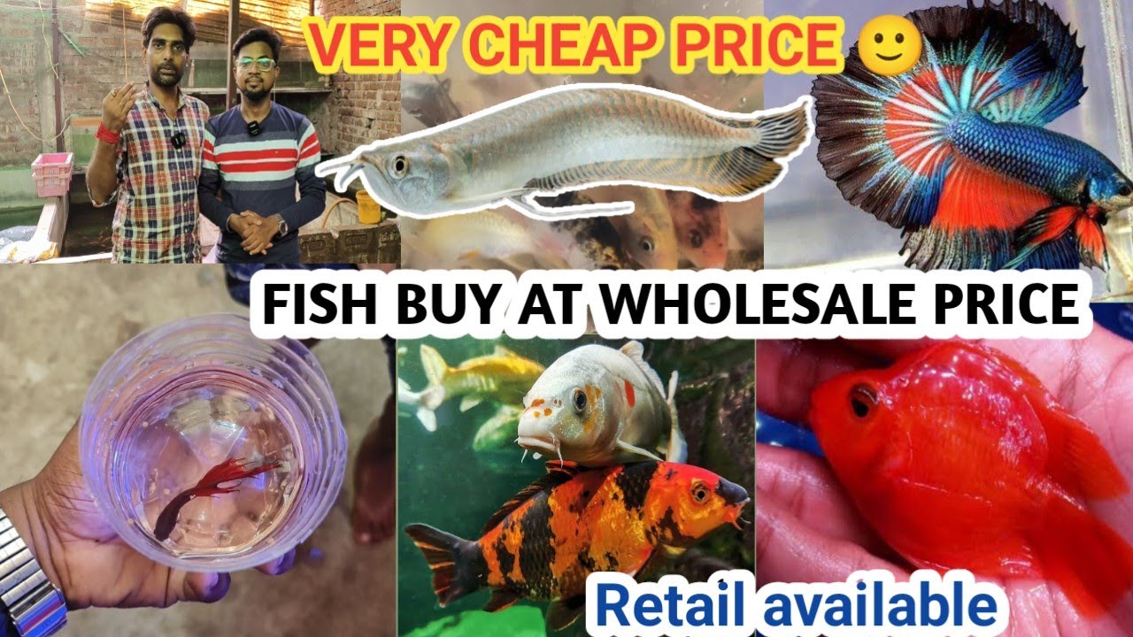 AQUARIUM FISH BUY AT WHOLESALE PRICE CHEAP PRICE ALL INDIA DELIVERY AVAILABLE DASNAGAR CTI