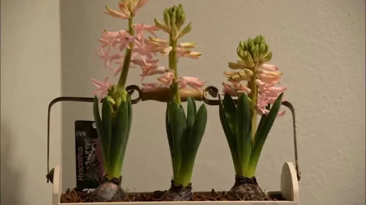 Growing Hyacinth