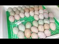 Закладка куриного яйца в инкубатор КВОЧКА 15 марта