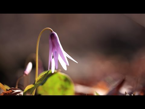 [샌드페블즈] 나 어떡해(1977)