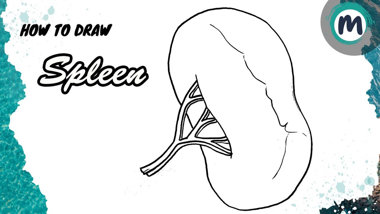 How to Draw Spleen - YouTube