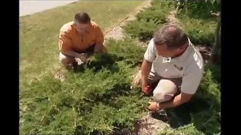 How to Prune Juniper Plant Types in Summer