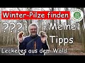 Leckere Pilze im Winter finden - Meine Tipps - Austernseitling und Samtfußrübling
