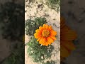 Flower morning #helpsubscribemychannel #viral #viralvideo #video #viralshorts