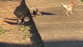 Mynah birds arguing over turf