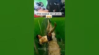 Efek Mabuk Kecubung #memelucu #shorts #lucu #viral #funny #kocak#subscribe#tiktok #komedi #story#fyt