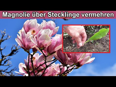 Video: Magnolienvermehrungsmethoden: Tipps zum Starten von Magnolienbaumstecklingen