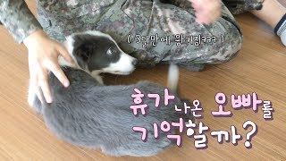 강아지는 3개월 만에 휴가나온 오빠를 기억할까? / 보더콜리 솔라 반응