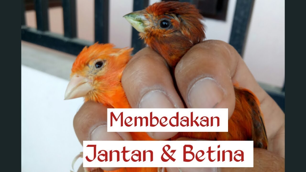 Ciri Kenari Jantan Dan Betina Kenari Betina Membedakan Jantan Kelamin Tips Beda Burung Dibedakan Lihatlah Memperhatikan