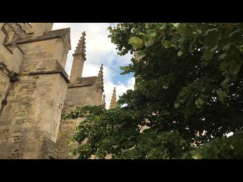 Silver lime - branches, twigs & leaves - July 2018