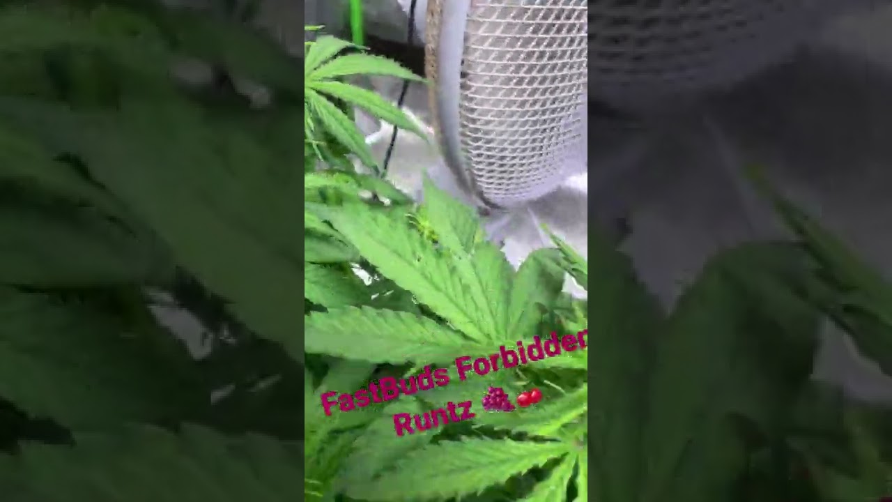 FastBuds Forbidden Runtz autoflower. Week 2 of flower