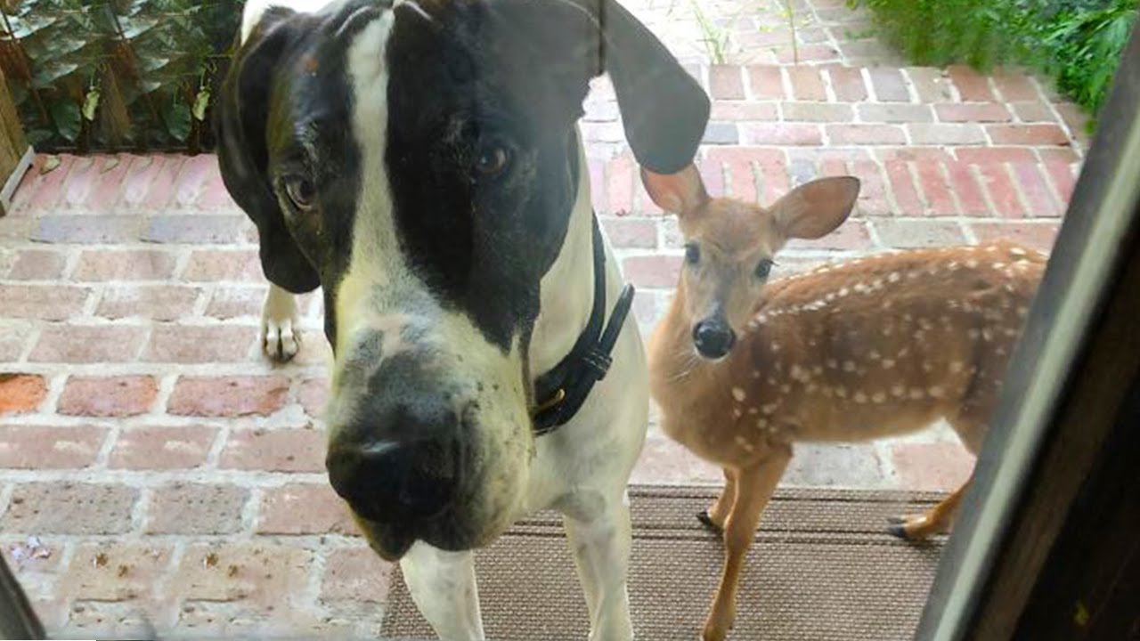 When your dog brings home a friend 🙈🤣 New Funny Animal