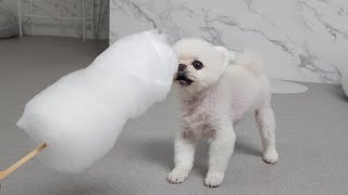 I made soft & fluffy cotton candy for the puppies and they're in an uproar!