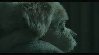 Old Dogs Waiting Sad