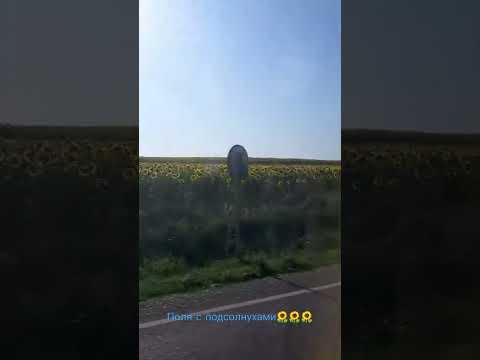 Поля с подсолнухами🌻🌻🌻