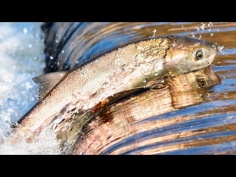 Video: Pescado salmón. Tipos de salmón y su descripción