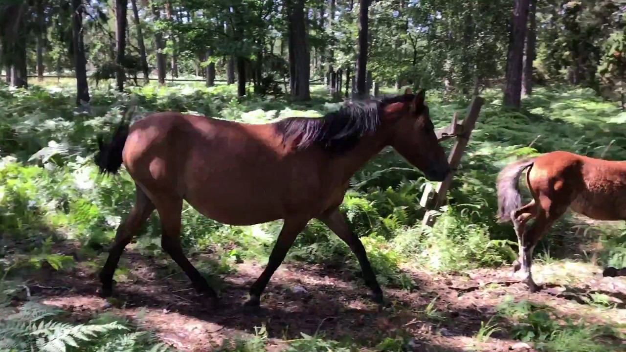 Russpremiering  Lojsta hed 2017 foto Anna Ericsson