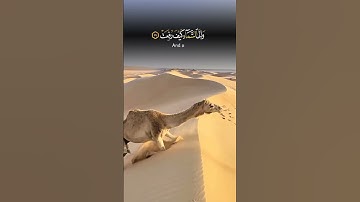 (﴿أفلا ينظرون إلى الإبل كيف خلقت... )بصوت القارئ الشيخ خالدالجليل #قرآن_كريم #خالد_الجليل