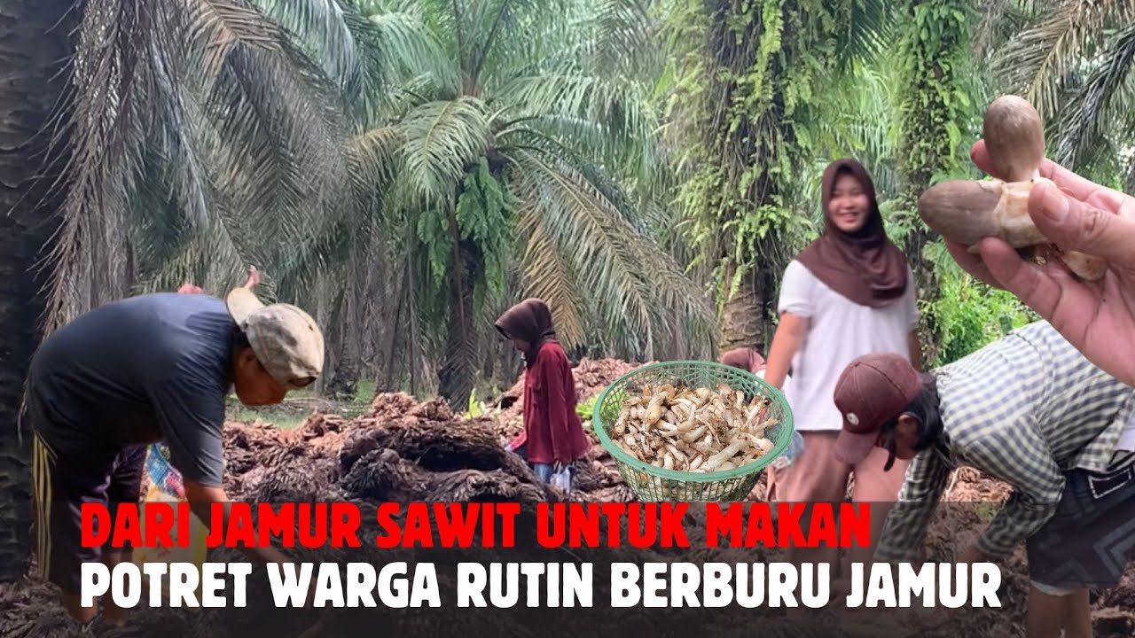 Berburu Jamur di Kebun Sawit Jadi Rutinitas Harian