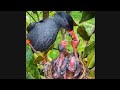 Wild Survival Birds
