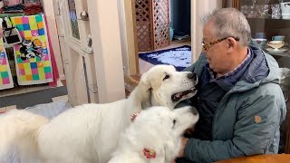 ブリーダーさんご訪問で大興奮のルンルンとアラン　Great Pyrenees　グレートピレニーズ