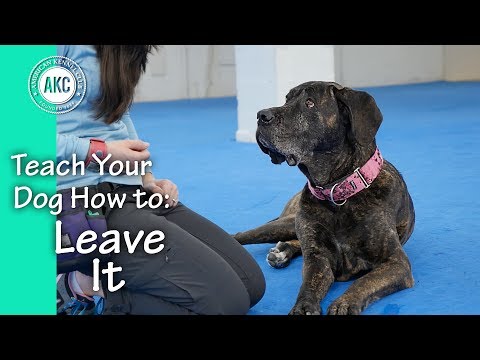 Teach Your Dog How to Leave it