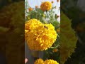 My Marigold Paradise! 🌼😍 | Mera Pyara Garden #shorts #youtubeshorts #youtube #shortvideo