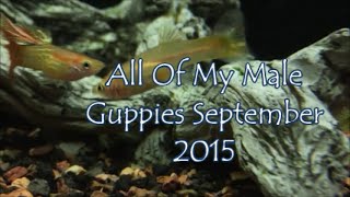 All My Male Guppies September 2015!