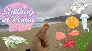 Shelling in Kauai | Cones, Cowries, & Sunrise Shells!