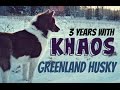 3 years with Greenland Dog/Husky Khaos の動画、YouTube動画。