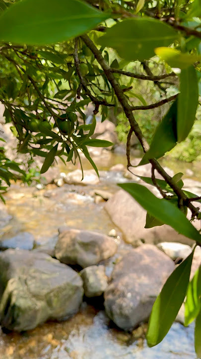 Way to wong lung stream Lantau