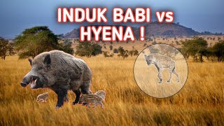 Mengharukan Vidio Induk Babi Hutan Menjaga Anaknya Dari Serangan Hyena Lapar