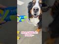 男の子に水鉄砲で遊んでもらったバーニーズ🐾