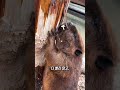 비버의 이빨 thumbnail