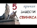 5 ПРИЧИН ЗАВЕСТИ СФИНКСА