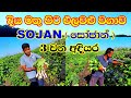 ලංකාවේ පලමු දිය මත පාවෙන සෝජාන් ගොවිපළ අදියර 3.Amazing Sri Lanka's first floating sojan farm part 3