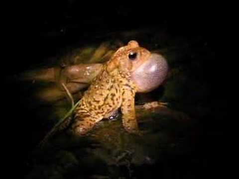 American toad (Bufo americanus) calling - YouTube