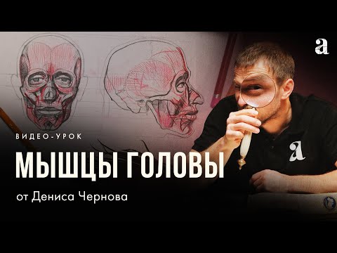 «МЫШЦЫ ГОЛОВЫ ЧЕЛОВЕКА» Видео-урок по анатомии от Дениса Чернова | Онлайн-школа Akademika