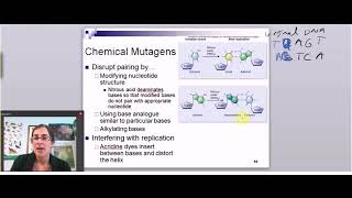 Mutagens and Repair