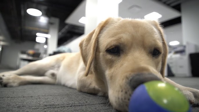 Barclay the Blues dog returns as grand marshal of Soulard pet