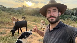 Vacinação em Bovinos do Zero: Principais Vacinas para Proteger Seu Rebanho | Aula Grátis