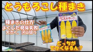 とうもろこしを毎年15000株程度作ってます。3/20ごろから種撒きスタート