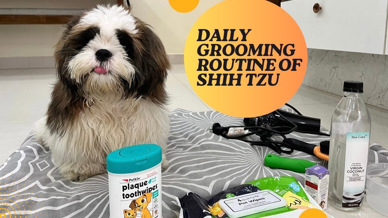 DAILY GROOMING Routine for Shih Tzu 🐾🐶| WHAT all Products we use 🐶 ... - Shih Zo Grooming Routine