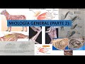 Miología Parte 2 - Anatomía Veterinaria