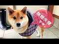 モデル気取りでランウェイを歩く柴犬　RAINCOAT FOR DOG