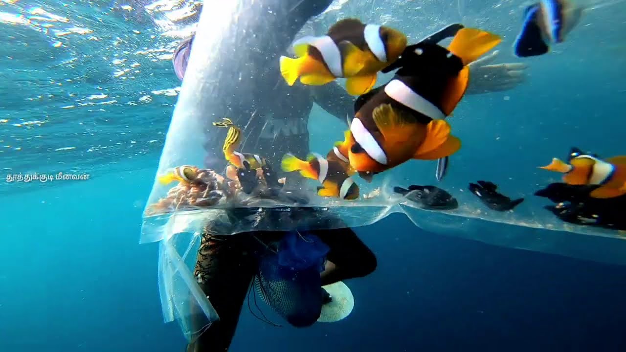 கடலில் வாழும் கலர் மீன்களின் விலை இவ்வளவுதானா? | Is the price of sea fish colorful?