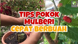 POKOK MULBERI CEPAT BERBUAH | BUANG DAUN, BERI BAJA SUBUR | TEH DAUN MULBERI