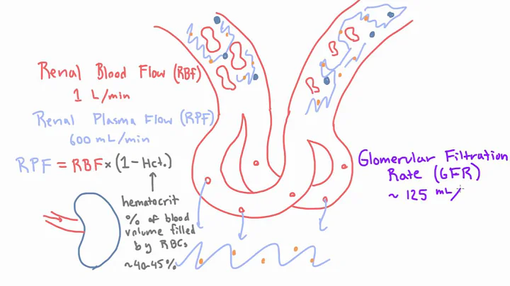 Glomerular Filtration Rate (GFR) and Filtration Fraction (FF)