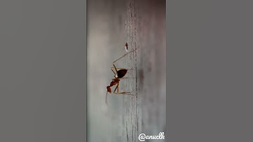 Ant 🐜|Redmi note 10 pro max super macro video🔥|